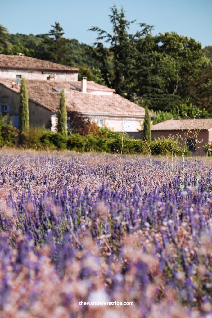 5 ideias de títulos:
1. Descubra a Magia da Pousada Campos de Provence em Campos do Jordão
2. Roteiro de Verão: Os Campos de Lavanda da Provence te Esperam
3. Campos do Jordão vs. Provence: Qual 