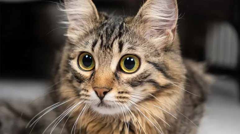 como gatos enxergam no escuro