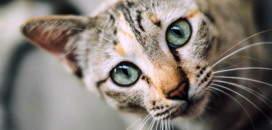 como gatos enxergam no escuro