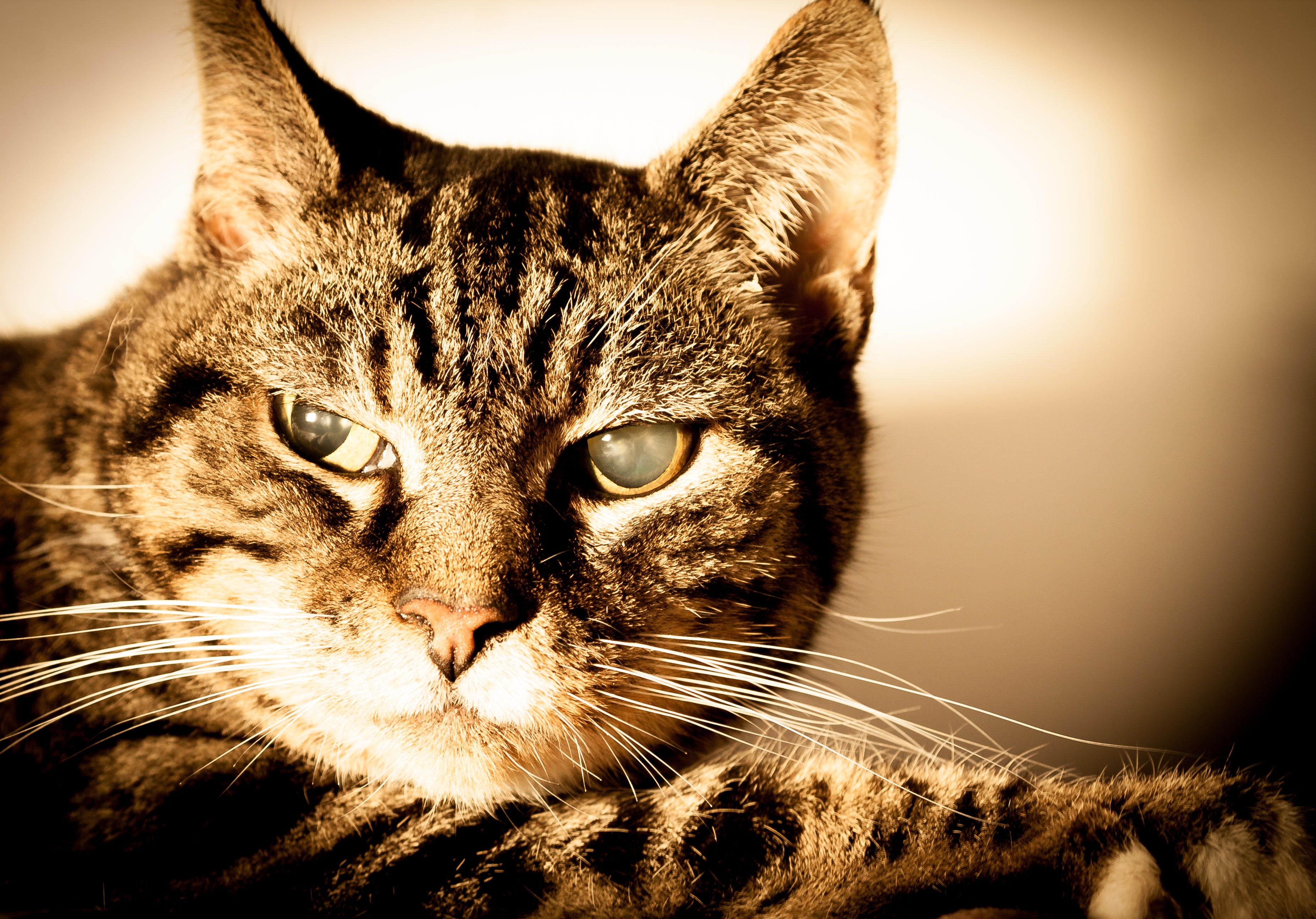 maquiagem olho de gato