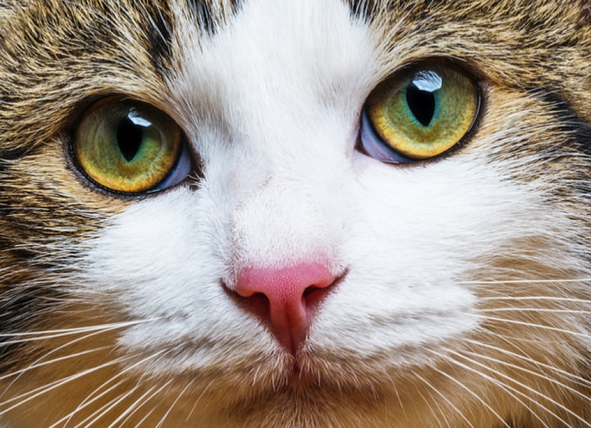 cores dos olhos de gatos