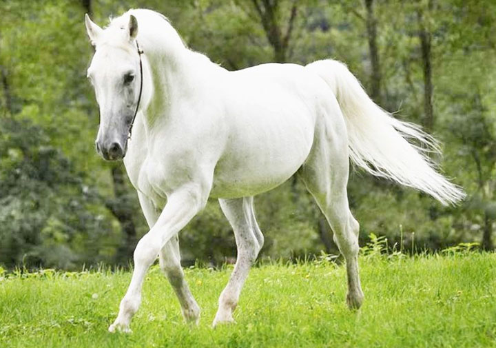 Cavalo tordilho