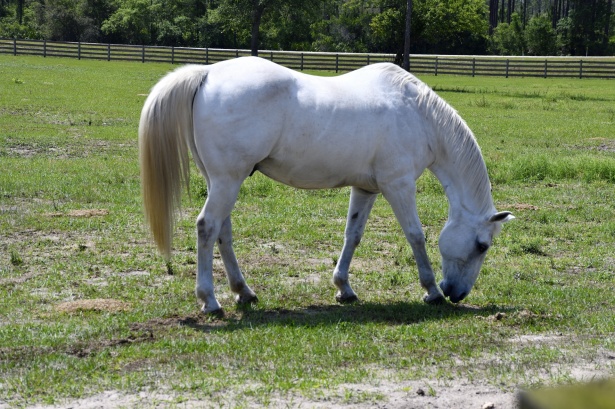 Cavalo branco Napoleão