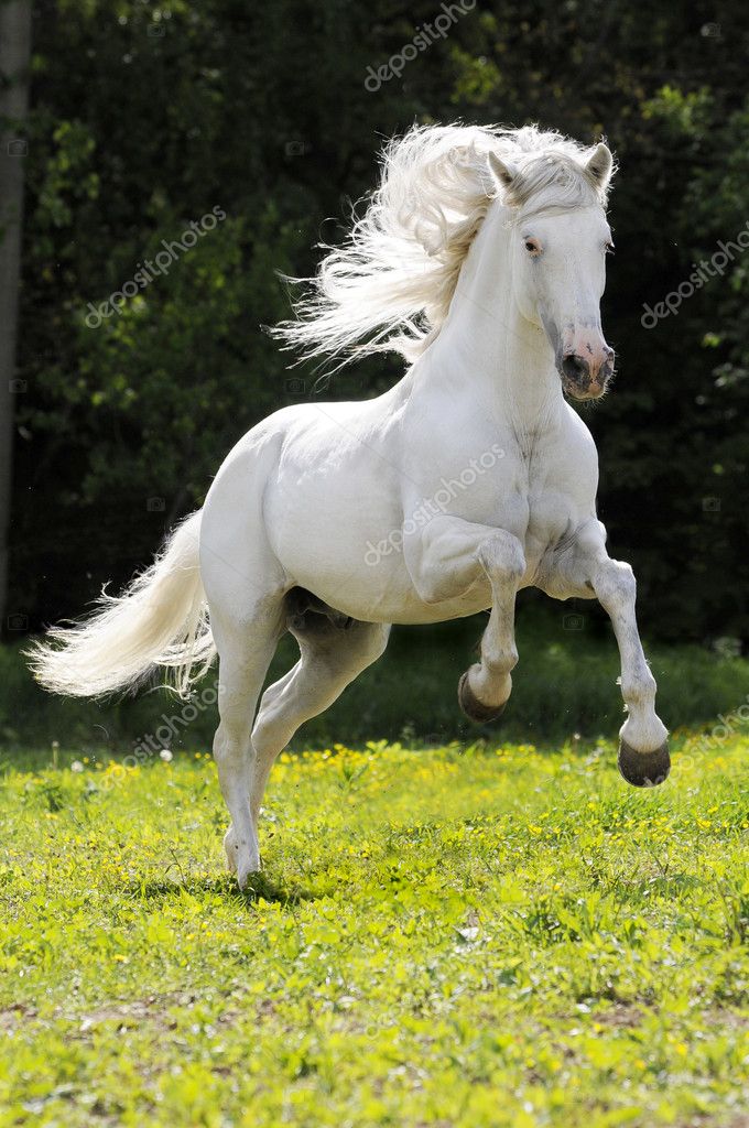Whisky White Horse