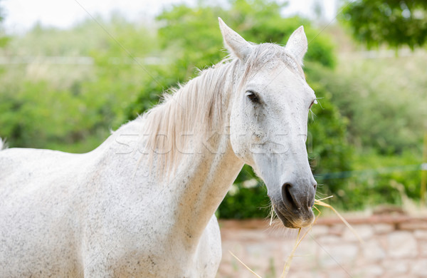 Cavalo branco verdadeiro