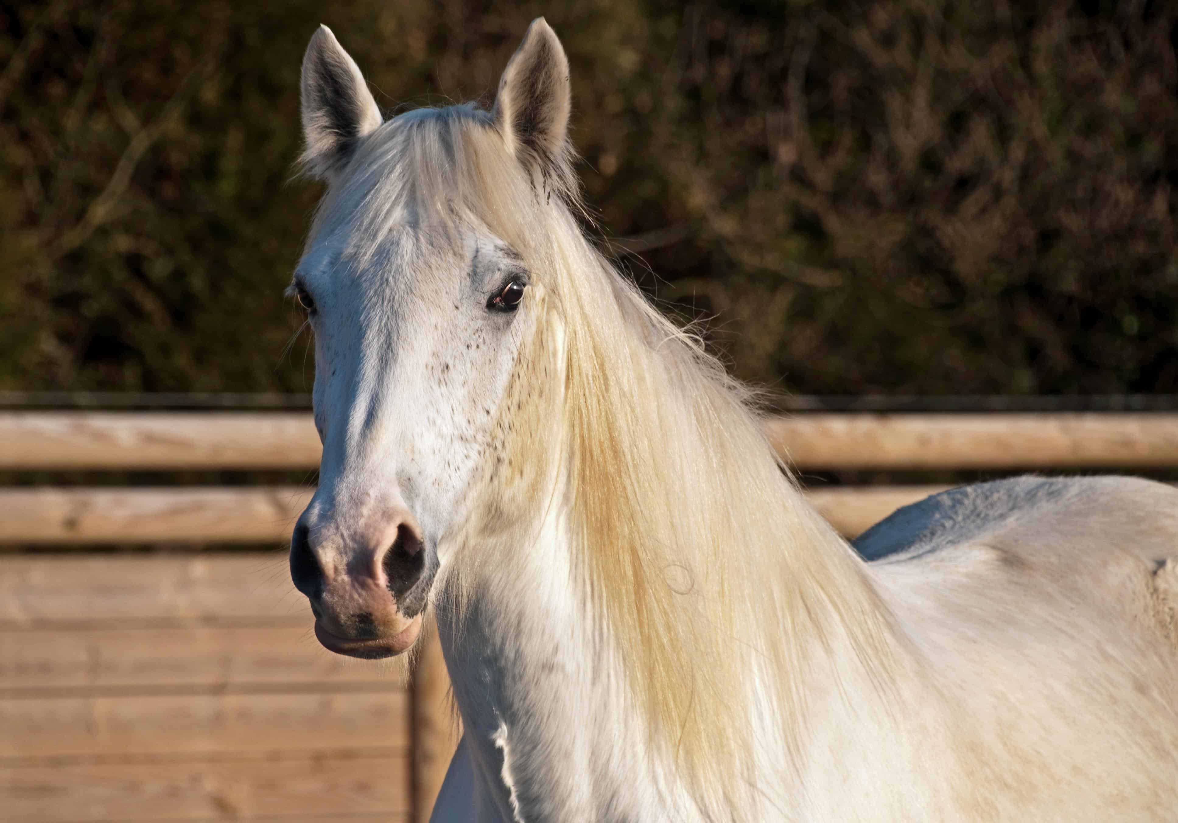 Cavalo branco Apocalipse