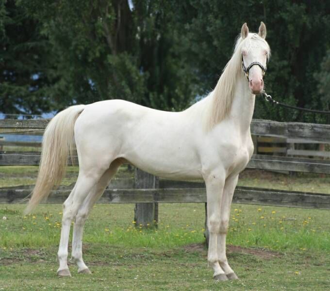 Cavalo branco Napoleão