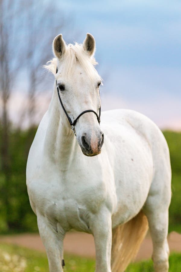 Cavalo branco Apocalipse