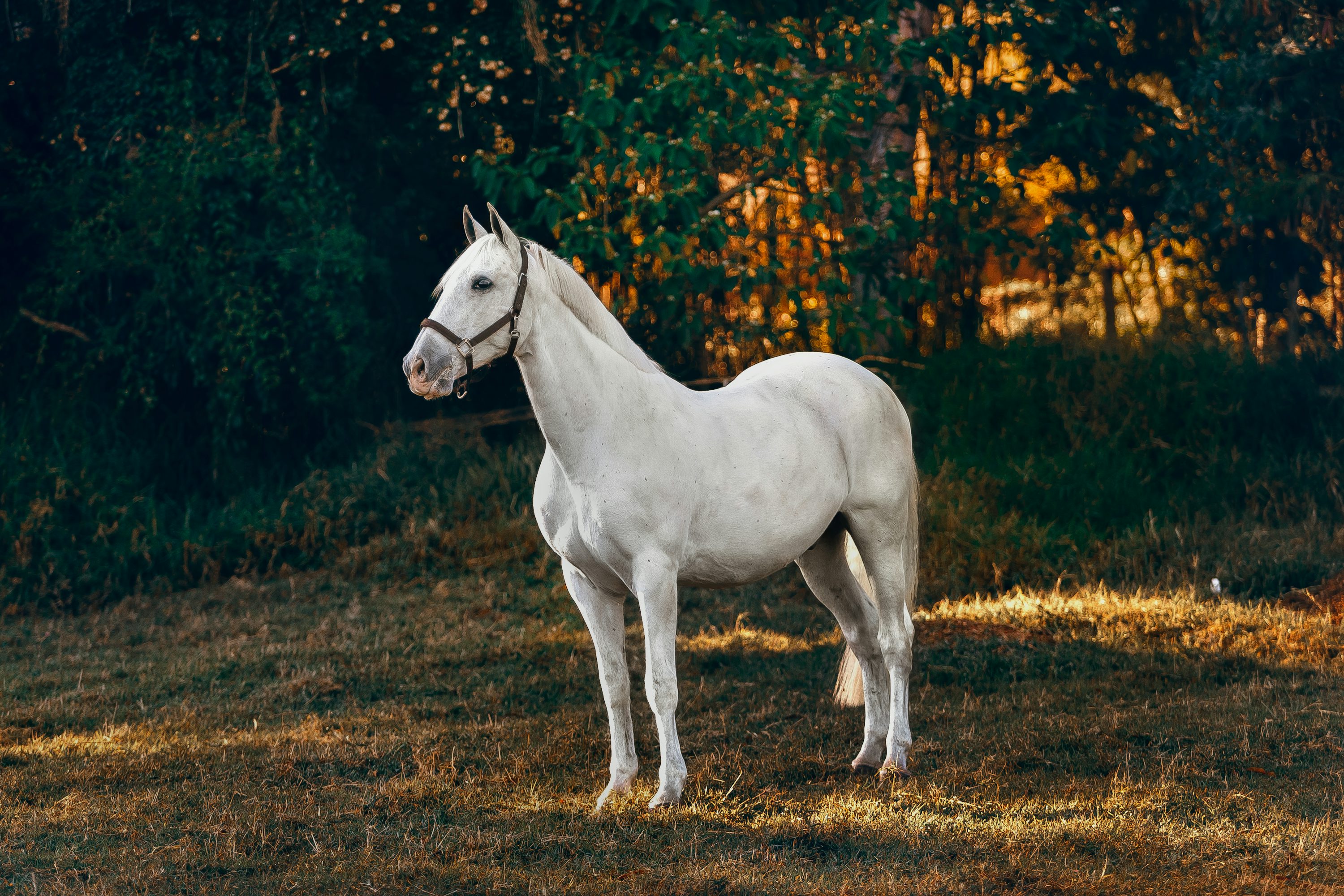 Música Cavalo Branco