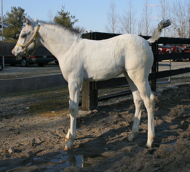 Cavalo branco verdadeiro