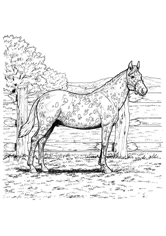 como desenhar um cavalo simples para colorir