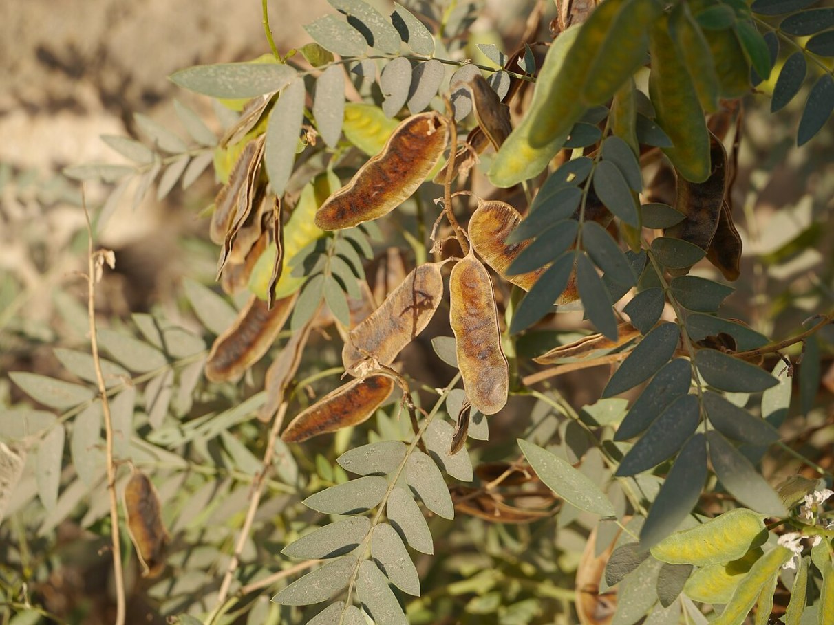 Contraindicações e Efeitos; Chá de Sene para Constipação: Um Laxante Natural Eficaz ou Perigoso?