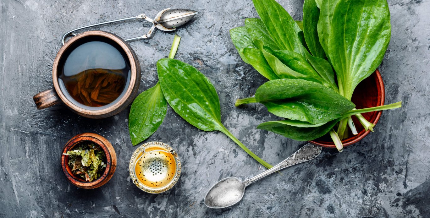 chá de sene para que serve