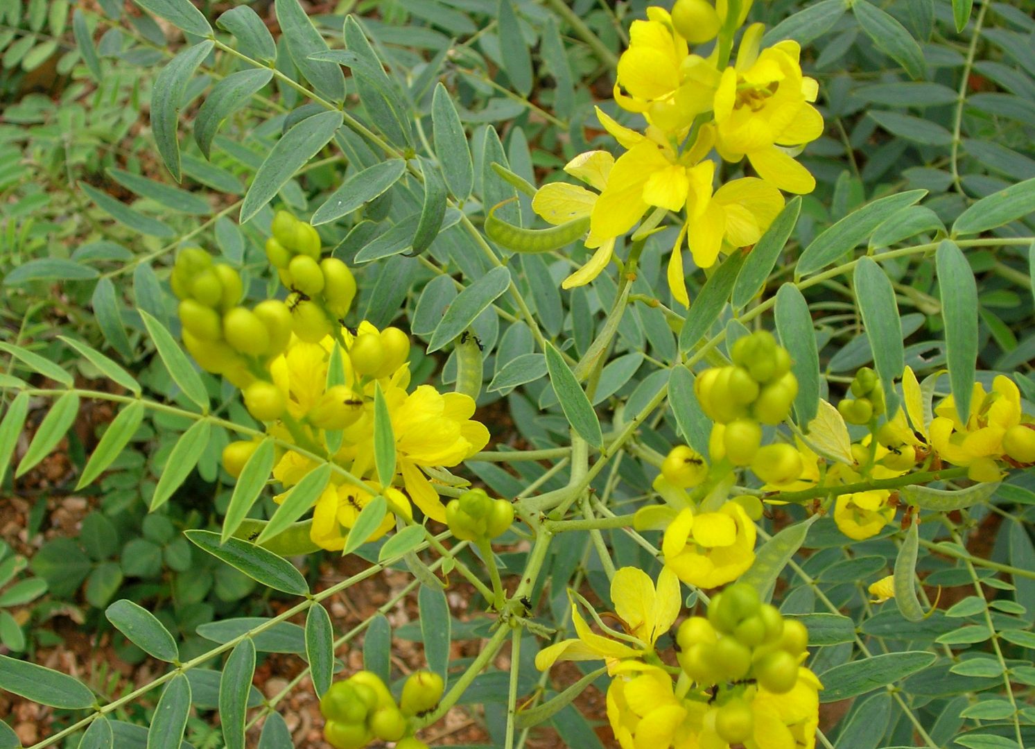 Chá de Sene: Guia Completo de Benefícios e Cuidados Essenciais; Desvendando o Chá de Sene: Mitos e Verdades sobre Emagrecimento e Saúde Intestinal; Intestino Preso? Conheça o Chá de Sene e Suas Alternativas Naturais; Como Usar o Chá de Sene com Segurança: Dosagem