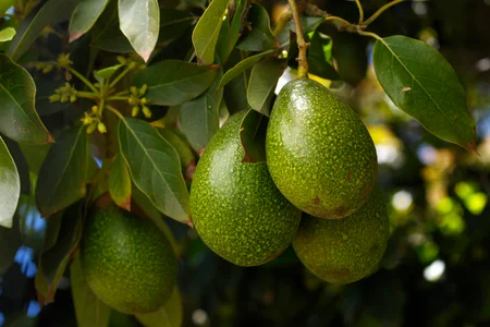 5 ideias de títulos:
1. Chá de Folha de Abacate: Um Guia Completo de Benefícios e Preparo.
2. Descubra os Poderes do Chá de Folha de Abacate para sua Saúde.
3. Chá de Folha de Abacate: Como Usar e Quais os Cuidados Necessários.
4. Chá de Folha de Abacate: Aliado Natural para Diabetes e Colesterol.
5. Receita Simples e Eficaz de Chá de Folha de Abacate.