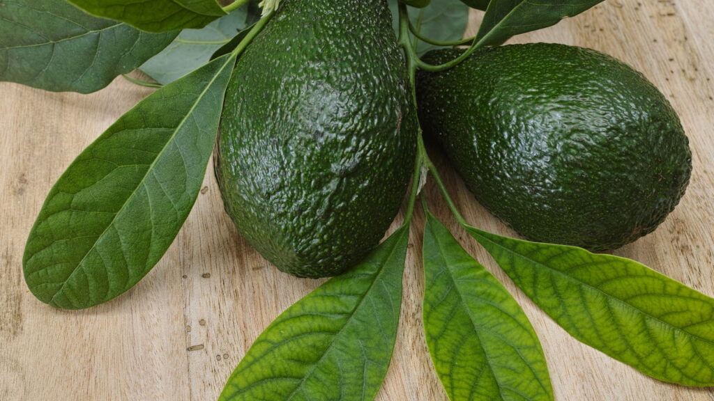 5 ideias de títulos:
1. Chá de Folha de Abacate: Um Guia Completo de Benefícios e Preparo.
2. Descubra os Poderes do Chá de Folha de Abacate para sua Saúde.
3. Chá de Folha de Abacate: Como Usar e Quais os Cuidados Necessários.
4. Chá de Folha de Abacate: Aliado Natural para Diabetes e Colesterol.
5. Receita Simples e Eficaz de Chá de Folha de Abacate.