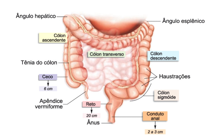 Recuperação Pós-Colectomia: O Que Esperar e Como Cuidar do Estoma