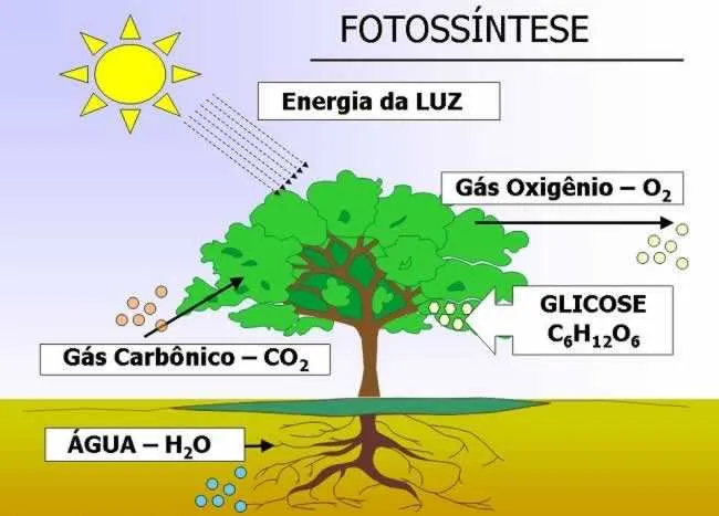A Importância da Clorofila para a Vida Vegetal