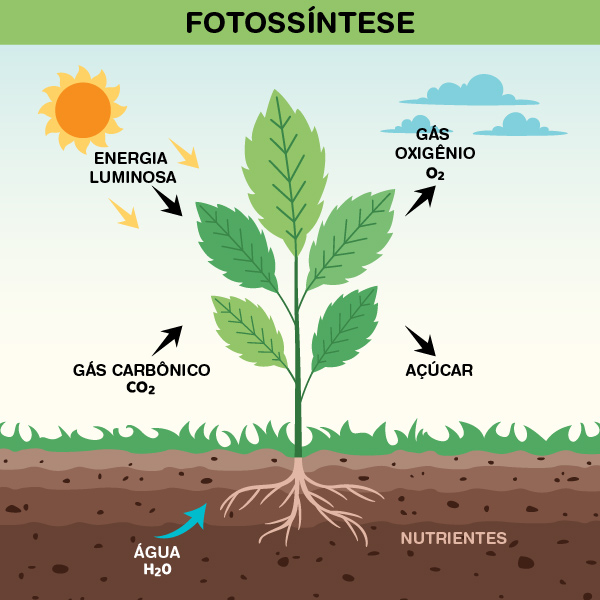 Entenda a Equação Química da Fotossíntese Passo a Passo