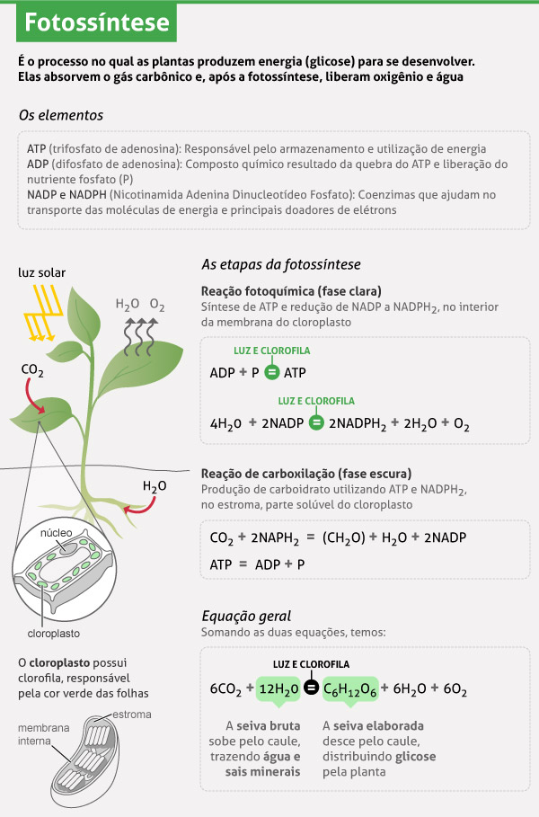 Fotossíntese e Respiração: As Duas Faces do Metabolismo Vegetal
