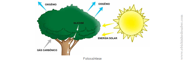 O Papel dos Estômatos na Troca Gasosa das Plantas