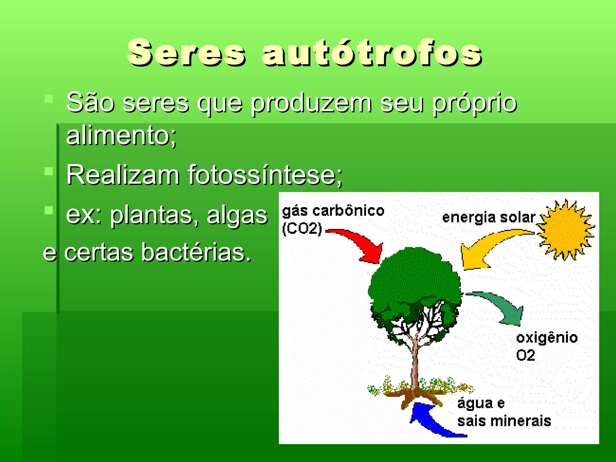 A Importância da Clorofila para a Vida Vegetal