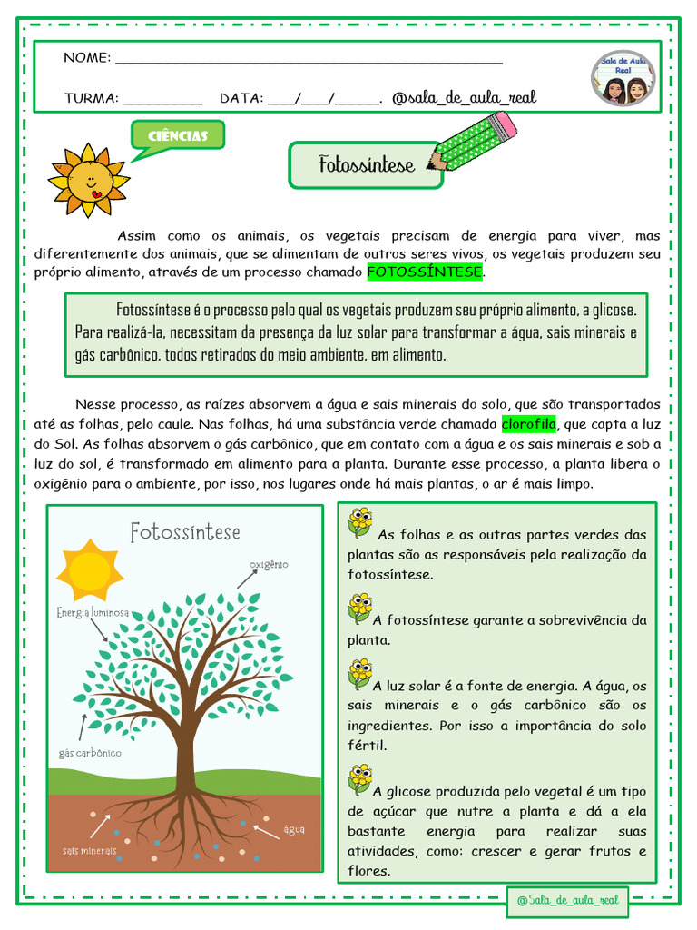 Entenda a Equação Química da Fotossíntese Passo a Passo