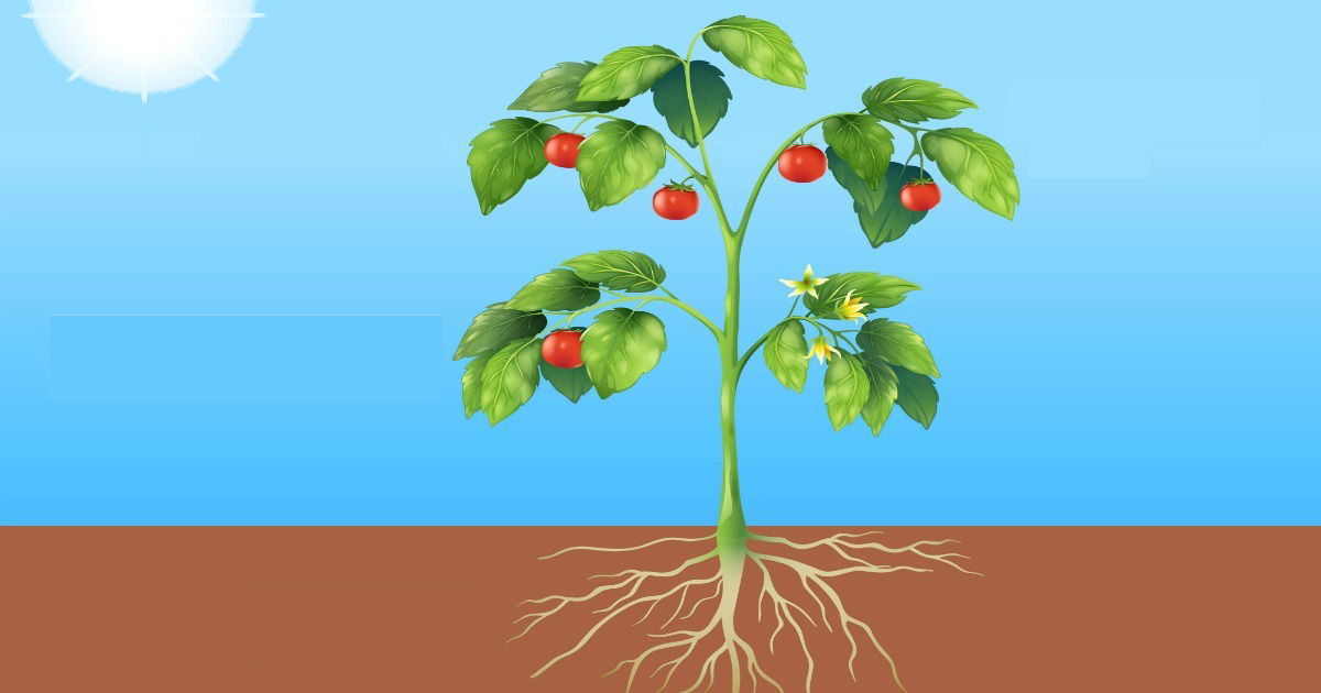 Plantas Autotróficas: Como Elas Sustentam a Vida na Terra