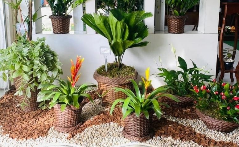 Guia completo de plantas para jardim de inverno com pouca luz