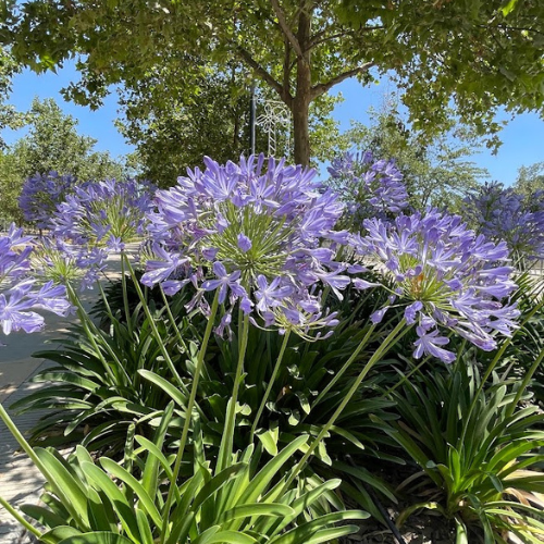 Agapantos: Soluções para problemas comuns de cultivo