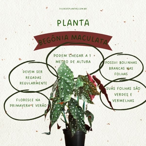 Doenças Comuns em Begônias e Como Preveni-las