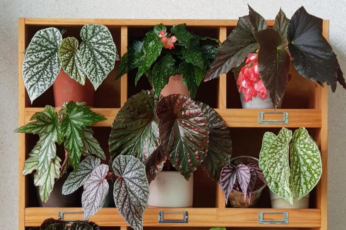 Adubação Orgânica para Begônias: Melhores Práticas e Produtos