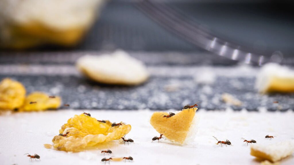 10 truques caseiros para espantar formigas da cozinha