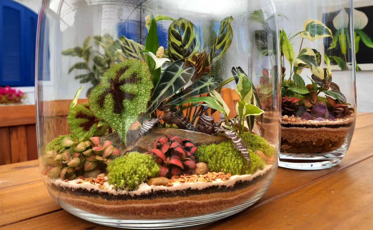 Guia Completo de Plantas para Terrário Fechado