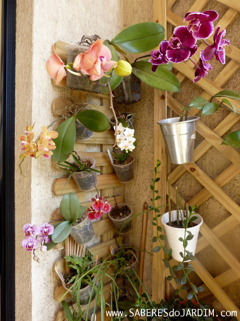 melhores formas de fixar orquidea phalaenopsis em vaso de barro