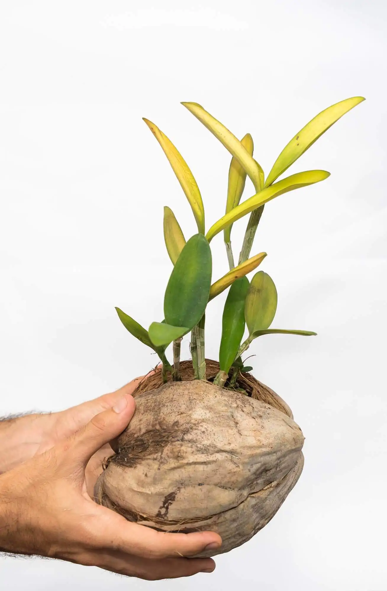 principais erros ao fixar orquidea phalaenopsis em vaso de barro