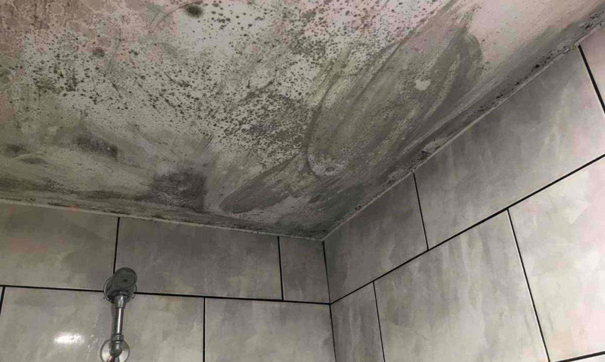 Guia Completo: Como Escolher a Melhor Tinta Antimofo para Seu Teto