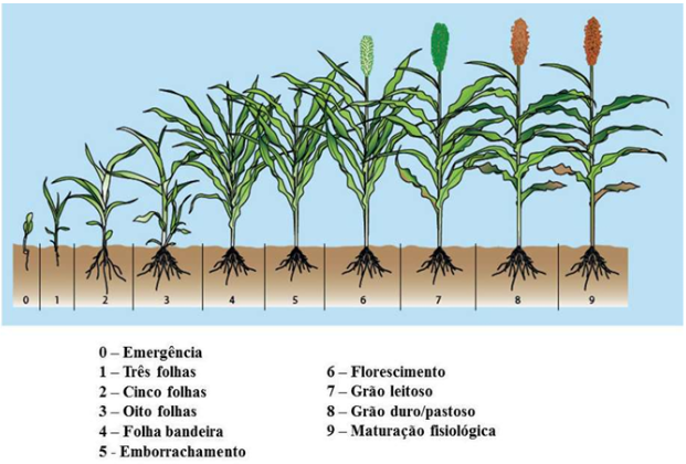sorgo em solo arenoso