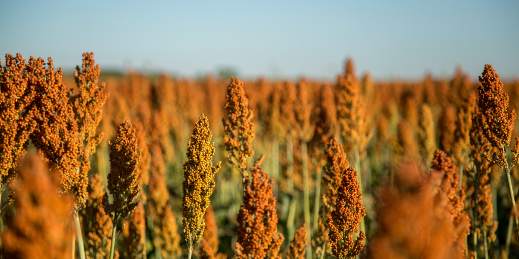 sorgo em solo argiloso