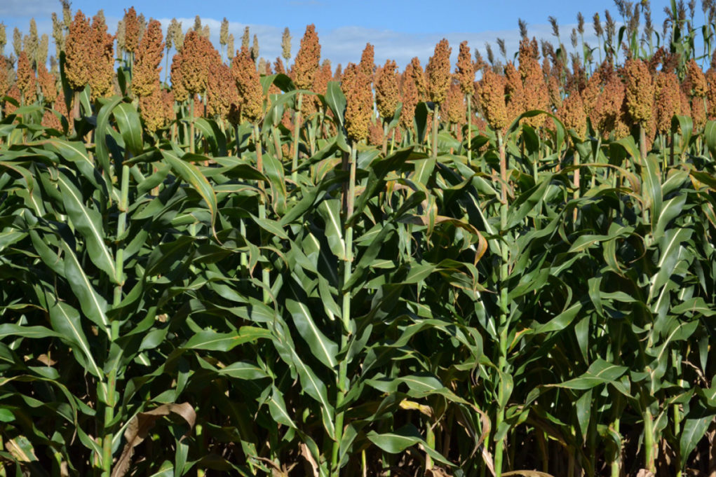 sorgo em solo ácido