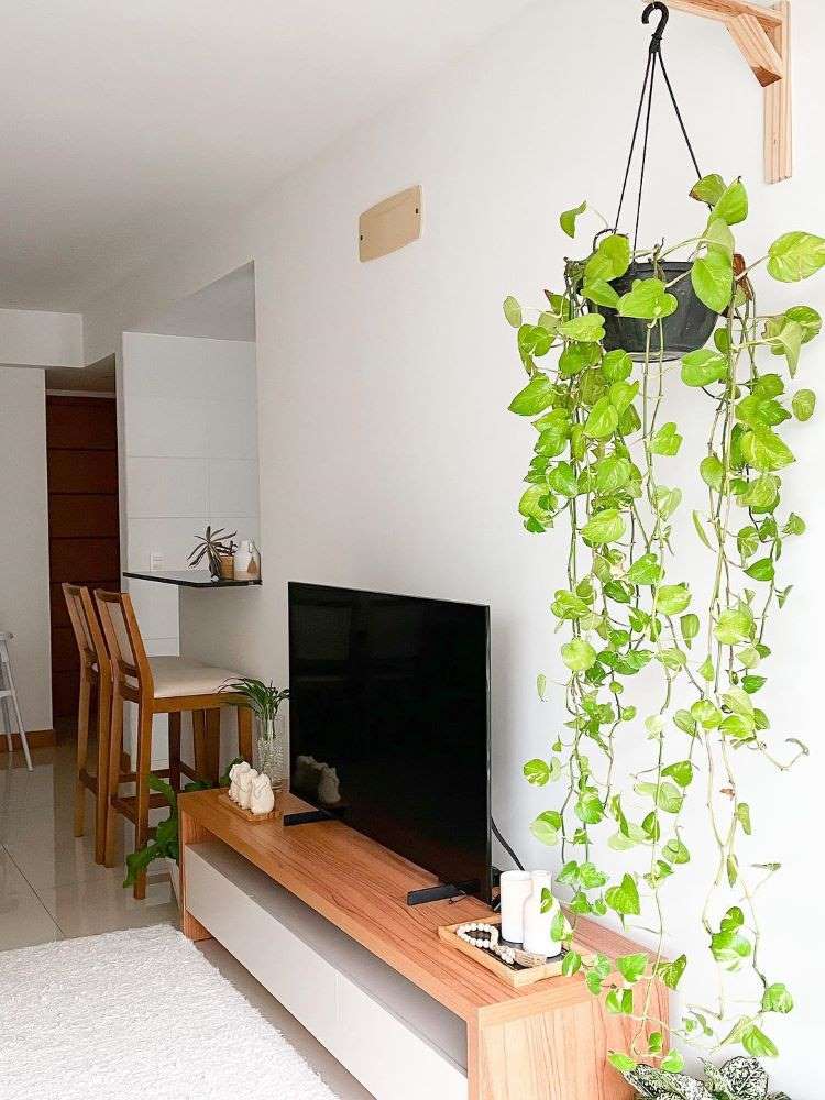 ideias criativas jiboia banheiro decoração