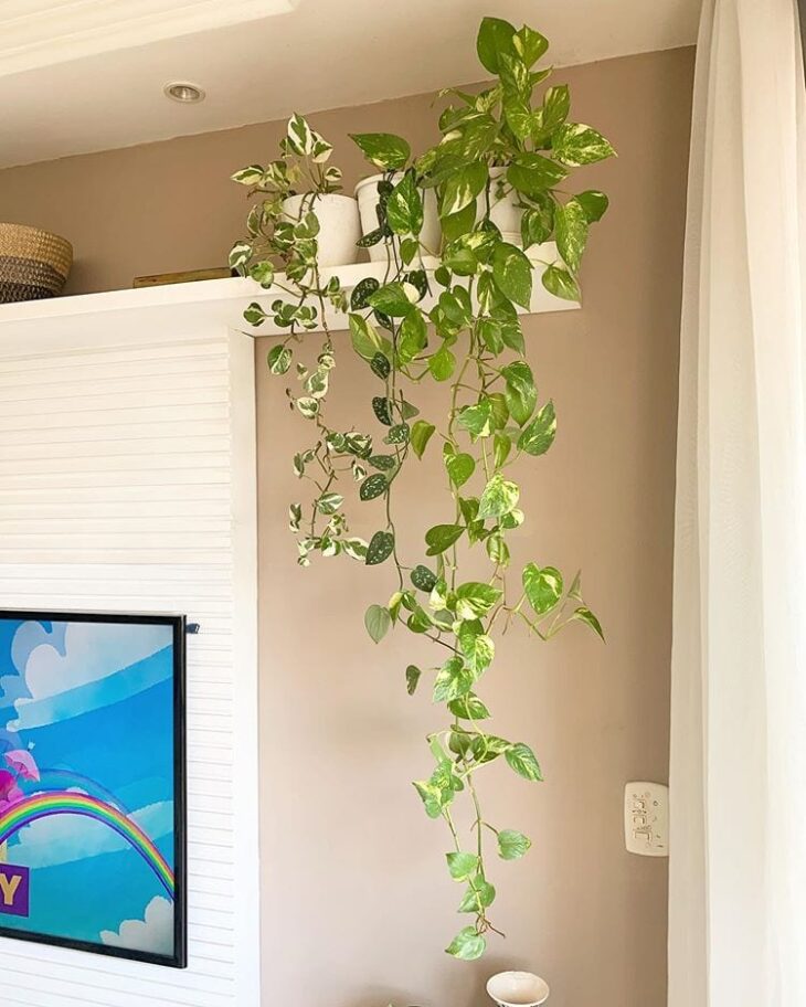 quanto custa montar parede de jiboia no banheiro