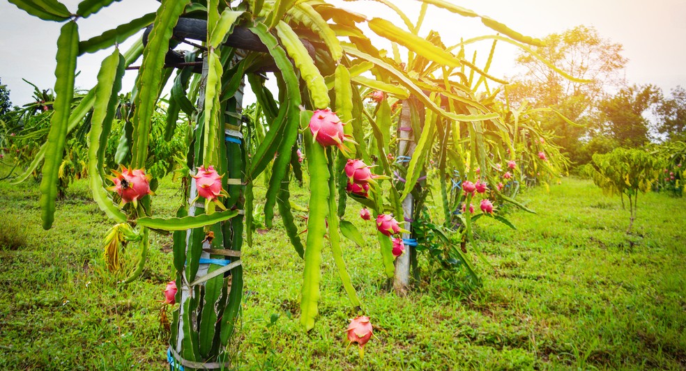 Melhor época para plantar pitaya