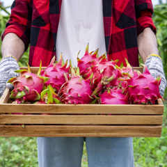 Adubação e poda da pitaya para alta produtividade