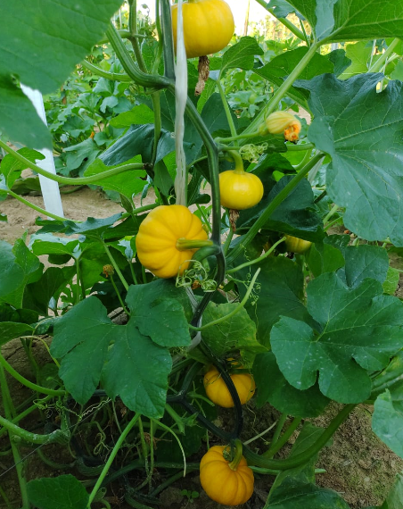 como plantar abobora em vaso