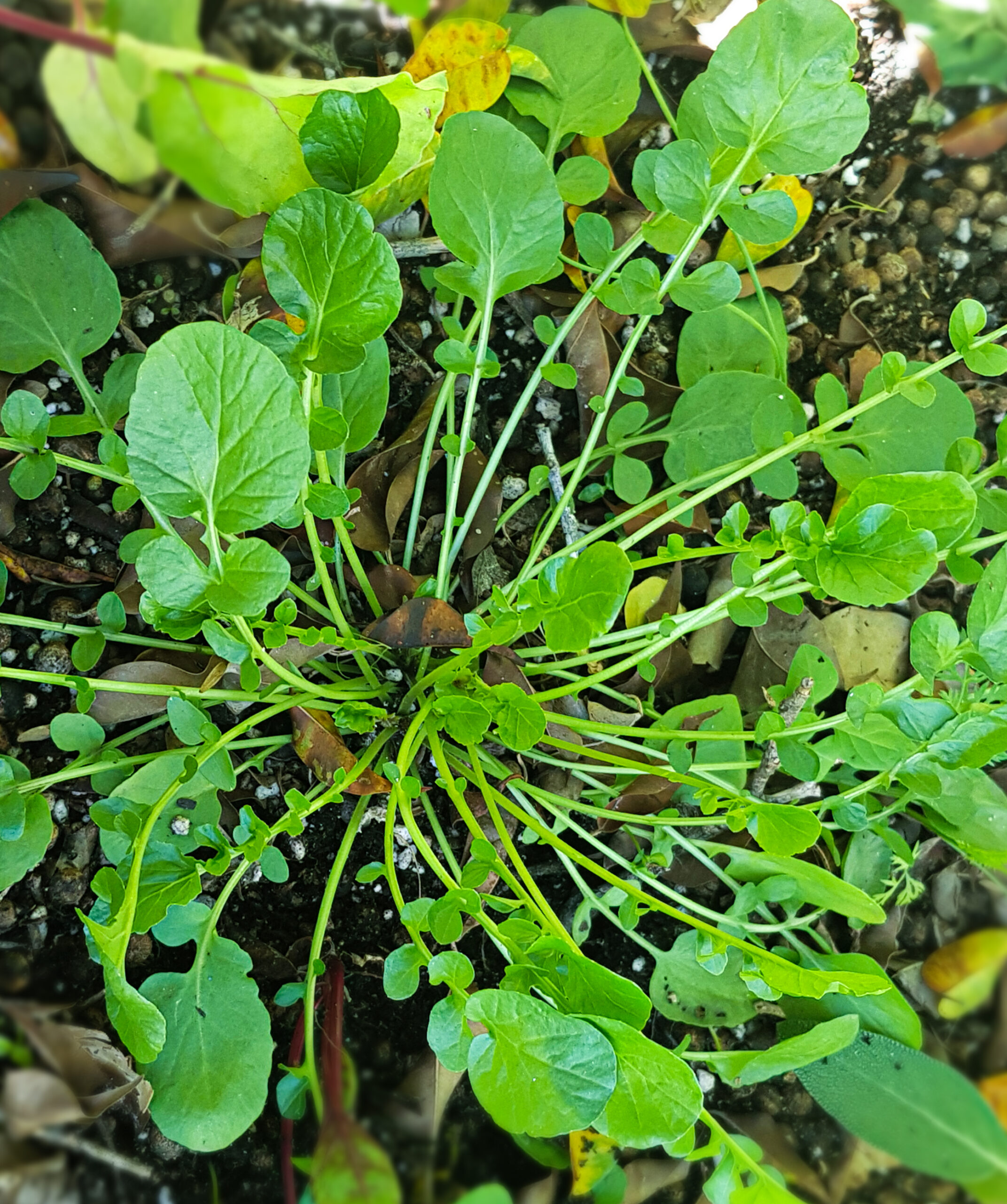 como plantar agriao em vaso