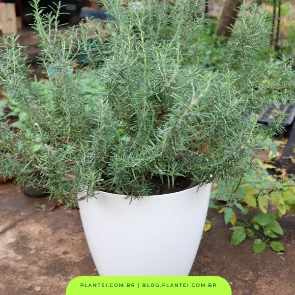 Como Plantar Alecrim No Vaso