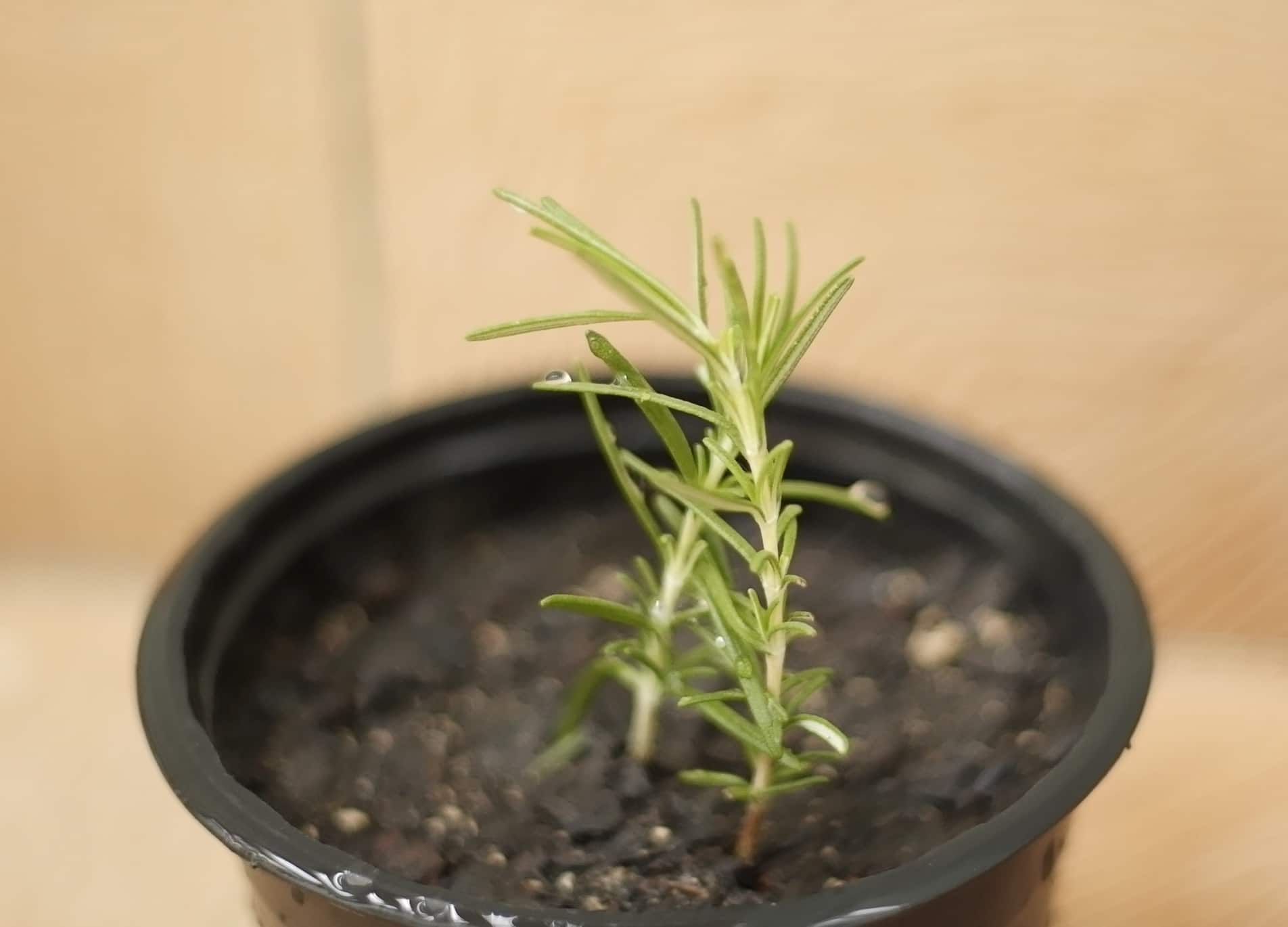 erros comuns ao plantar alecrim em vaso