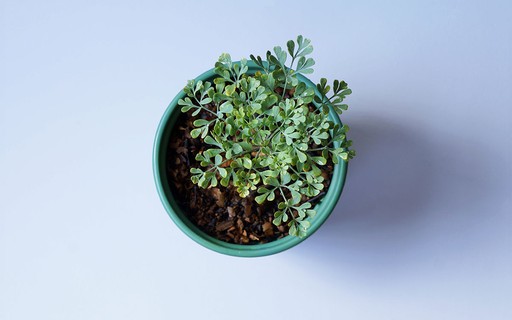 Guia Completo de Adubação para Arruda em Vasos