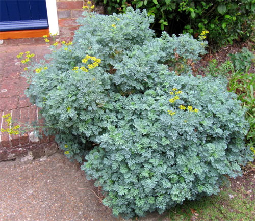 Mudas de Arruda: O Guia Definitivo para Propagação